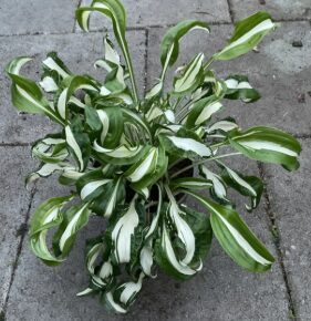 Hosta 'Twisted Spearmint'